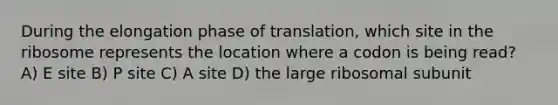 During the elongation phase of translation, which site in the ribosome represents the location where a codon is being read? A) E site B) P site C) A site D) the large ribosomal subunit