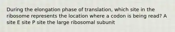 During the elongation phase of translation, which site in the ribosome represents the location where a codon is being read? A site E site P site the large ribosomal subunit