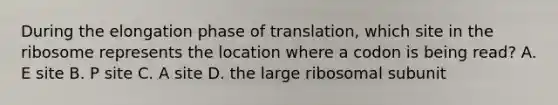 During the elongation phase of translation, which site in the ribosome represents the location where a codon is being read? A. E site B. P site C. A site D. the large ribosomal subunit