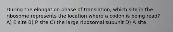 During the elongation phase of translation, which site in the ribosome represents the location where a codon is being read? A) E site B) P site C) the large ribosomal subunit D) A site