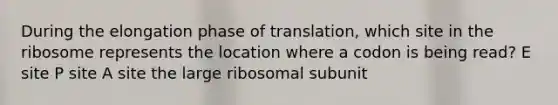 During the elongation phase of translation, which site in the ribosome represents the location where a codon is being read? E site P site A site the large ribosomal subunit