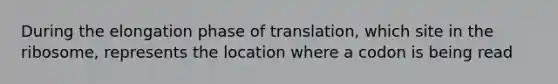 During the elongation phase of translation, which site in the ribosome, represents the location where a codon is being read