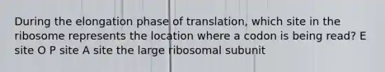 During the elongation phase of translation, which site in the ribosome represents the location where a codon is being read? E site O P site A site the large ribosomal subunit