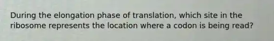 During the elongation phase of translation, which site in the ribosome represents the location where a codon is being read?