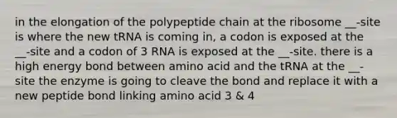 in the elongation of the polypeptide chain at the ribosome __-site is where the new tRNA is coming in, a codon is exposed at the __-site and a codon of 3 RNA is exposed at the __-site. there is a high energy bond between amino acid and the tRNA at the __-site the enzyme is going to cleave the bond and replace it with a new peptide bond linking amino acid 3 & 4