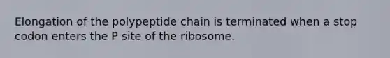 Elongation of the polypeptide chain is terminated when a stop codon enters the P site of the ribosome.