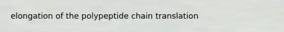 elongation of the polypeptide chain translation