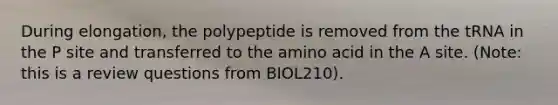 During elongation, the polypeptide is removed from the tRNA in the P site and transferred to the amino acid in the A site. (Note: this is a review questions from BIOL210).