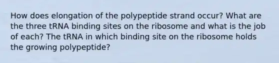 How does elongation of the polypeptide strand occur? What are the three tRNA binding sites on the ribosome and what is the job of each? The tRNA in which binding site on the ribosome holds the growing polypeptide?