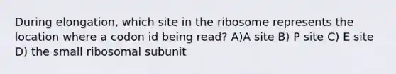 During elongation, which site in the ribosome represents the location where a codon id being read? A)A site B) P site C) E site D) the small ribosomal subunit