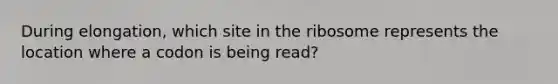 During elongation, which site in the ribosome represents the location where a codon is being read?