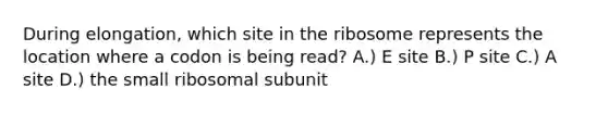 During elongation, which site in the ribosome represents the location where a codon is being read? A.) E site B.) P site C.) A site D.) the small ribosomal subunit