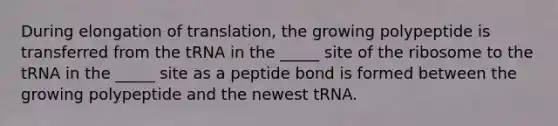 During elongation of translation, the growing polypeptide is transferred from the tRNA in the _____ site of the ribosome to the tRNA in the _____ site as a peptide bond is formed between the growing polypeptide and the newest tRNA.