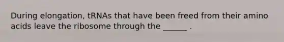 During elongation, tRNAs that have been freed from their amino acids leave the ribosome through the ______ .
