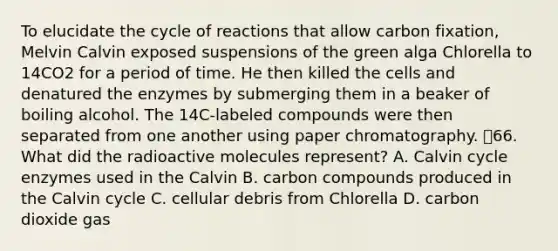 To elucidate the cycle of reactions that allow carbon fixation, Melvin Calvin exposed suspensions of the green alga Chlorella to 14CO2 for a period of time. He then killed the cells and denatured the enzymes by submerging them in a beaker of boiling alcohol. The 14C-labeled compounds were then separated from one another using paper chromatography. 66. What did the radioactive molecules represent? A. Calvin cycle enzymes used in the Calvin B. carbon compounds produced in the Calvin cycle C. cellular debris from Chlorella D. carbon dioxide gas