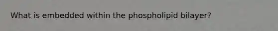 What is embedded within the phospholipid bilayer?