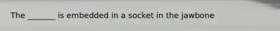 The _______ is embedded in a socket in the jawbone