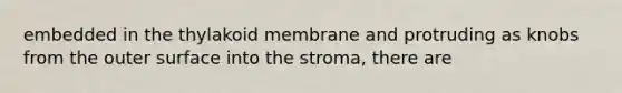 embedded in the thylakoid membrane and protruding as knobs from the outer surface into the stroma, there are