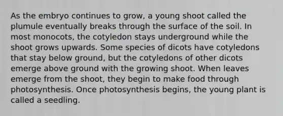 As the embryo continues to grow, a young shoot called the plumule eventually breaks through the surface of the soil. In most monocots, the cotyledon stays underground while the shoot grows upwards. Some species of dicots have cotyledons that stay below ground, but the cotyledons of other dicots emerge above ground with the growing shoot. When leaves emerge from the shoot, they begin to make food through photosynthesis. Once photosynthesis begins, the young plant is called a seedling.