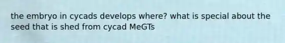 the embryo in cycads develops where? what is special about the seed that is shed from cycad MeGTs
