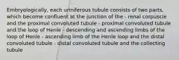 Embryologically, each uriniferous tubule consists of two parts, which become confluent at the junction of the - renal corpuscle and the proximal convoluted tubule - proximal convoluted tubule and the loop of Henle - descending and ascending limbs of the loop of Henle - ascending limb of the Henle loop and the distal convoluted tubule - distal convoluted tubule and the collecting tubule