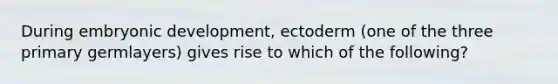 During embryonic development, ectoderm (one of the three primary germlayers) gives rise to which of the following?