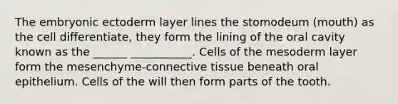 The embryonic ectoderm layer lines the stomodeum (mouth) as the cell differentiate, they form the lining of the oral cavity known as the ______ ___________. Cells of the mesoderm layer form the mesenchyme-connective tissue beneath oral epithelium. Cells of the will then form parts of the tooth.