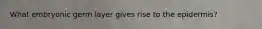 What embryonic germ layer gives rise to the epidermis?