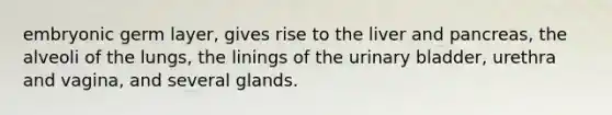 embryonic germ layer, gives rise to the liver and pancreas, the alveoli of the lungs, the linings of the urinary bladder, urethra and vagina, and several glands.