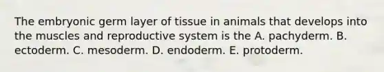 The embryonic germ layer of tissue in animals that develops into the muscles and reproductive system is the A. pachyderm. B. ectoderm. C. mesoderm. D. endoderm. E. protoderm.