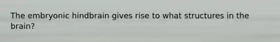 The embryonic hindbrain gives rise to what structures in the brain?