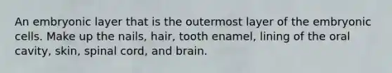 An embryonic layer that is the outermost layer of the embryonic cells. Make up the nails, hair, tooth enamel, lining of the oral cavity, skin, spinal cord, and brain.