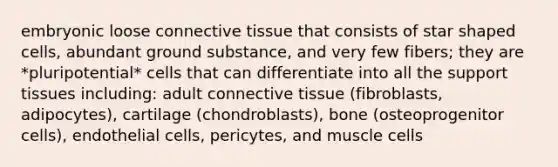 embryonic loose <a href='https://www.questionai.com/knowledge/kYDr0DHyc8-connective-tissue' class='anchor-knowledge'>connective tissue</a> that consists of star shaped cells, abundant ground substance, and very few fibers; they are *pluripotential* cells that can differentiate into all the support tissues including: adult connective tissue (fibroblasts, adipocytes), cartilage (chondroblasts), bone (osteoprogenitor cells), endothelial cells, pericytes, and muscle cells