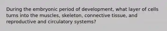 During the embryonic period of development, what layer of cells turns into the muscles, skeleton, connective tissue, and reproductive and circulatory systems?