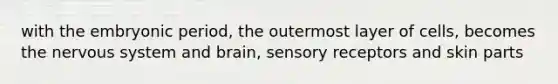 with the embryonic period, the outermost layer of cells, becomes the <a href='https://www.questionai.com/knowledge/kThdVqrsqy-nervous-system' class='anchor-knowledge'>nervous system</a> and brain, <a href='https://www.questionai.com/knowledge/kZxhe8RZQ3-sensory-receptors' class='anchor-knowledge'>sensory receptors</a> and skin parts