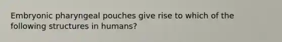 Embryonic pharyngeal pouches give rise to which of the following structures in humans?