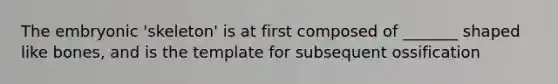 The embryonic 'skeleton' is at first composed of _______ shaped like bones, and is the template for subsequent ossification
