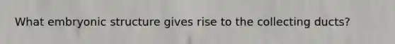 What embryonic structure gives rise to the collecting ducts?