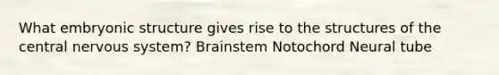 What embryonic structure gives rise to the structures of the central nervous system? Brainstem Notochord Neural tube