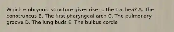 Which embryonic structure gives rise to the trachea? A. The conotruncus B. The first pharyngeal arch C. The pulmonary groove D. The lung buds E. The bulbus cordis