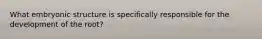 What embryonic structure is specifically responsible for the development of the root?