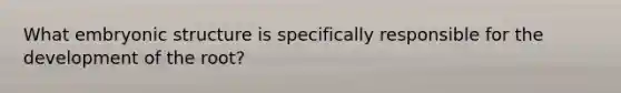 What embryonic structure is specifically responsible for the development of the root?
