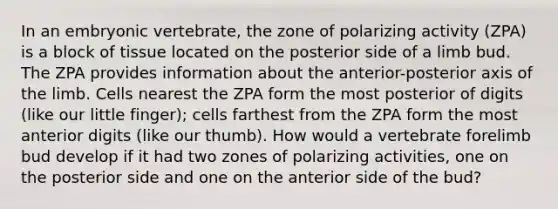 In an embryonic vertebrate, the zone of polarizing activity (ZPA) is a block of tissue located on the posterior side of a limb bud. The ZPA provides information about the anterior-posterior axis of the limb. Cells nearest the ZPA form the most posterior of digits (like our little finger); cells farthest from the ZPA form the most anterior digits (like our thumb). How would a vertebrate forelimb bud develop if it had two zones of polarizing activities, one on the posterior side and one on the anterior side of the bud?