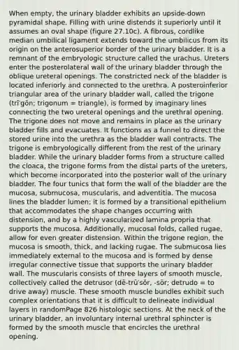 When empty, the <a href='https://www.questionai.com/knowledge/kb9SdfFdD9-urinary-bladder' class='anchor-knowledge'>urinary bladder</a> exhibits an upside-down pyramidal shape. Filling with urine distends it superiorly until it assumes an <a href='https://www.questionai.com/knowledge/k8SnszQ8XM-oval-shape' class='anchor-knowledge'>oval shape</a> (figure 27.10c). A fibrous, cordlike median umbilical ligament extends toward the umbilicus from its origin on the anterosuperior border of the urinary bladder. It is a remnant of the embryologic structure called the urachus. Ureters enter the posterolateral wall of the urinary bladder through the oblique ureteral openings. The constricted neck of the bladder is located inferiorly and connected to the urethra. A posteroinferior triangular area of the urinary bladder wall, called the trigone (trī′gōn; trigonum = triangle), is formed by imaginary lines connecting the two ureteral openings and the urethral opening. The trigone does not move and remains in place as the urinary bladder fills and evacuates. It functions as a funnel to direct the stored urine into the urethra as the bladder wall contracts. The trigone is embryologically different from the rest of the urinary bladder. While the urinary bladder forms from a structure called the cloaca, the trigone forms from the distal parts of the ureters, which become incorporated into the posterior wall of the urinary bladder. The four tunics that form the wall of the bladder are the mucosa, submucosa, muscularis, and adventitia. The mucosa lines the bladder lumen; it is formed by a transitional epithelium that accommodates the shape changes occurring with distension, and by a highly vascularized lamina propria that supports the mucosa. Additionally, mucosal folds, called rugae, allow for even greater distension. Within the trigone region, the mucosa is smooth, thick, and lacking rugae. The submucosa lies immediately external to the mucosa and is formed by dense irregular <a href='https://www.questionai.com/knowledge/kYDr0DHyc8-connective-tissue' class='anchor-knowledge'>connective tissue</a> that supports the urinary bladder wall. The muscularis consists of three layers of smooth muscle, collectively called the detrusor (dē-trū′sŏr, -sōr; detrudo = to drive away) muscle. These smooth muscle bundles exhibit such complex orientations that it is difficult to delineate individual layers in randomPage 826 histologic sections. At the neck of the urinary bladder, an involuntary internal urethral sphincter is formed by the smooth muscle that encircles the urethral opening.