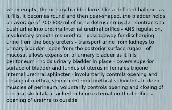 when empty, the urinary bladder looks like a deflated balloon. as it fills, it becomes round and then pear-shaped. the bladder holds an average of 700-800 ml of urine detrusor muscle - contracts to push urine into urethra internal urethral orifice - ANS regulation, involuntary smooth ms urethra - passageway for discharging urine from the body ureters - transport urine from kidneys to urinary bladder - open from the posterior surface rugae - of mucosa, allows expansion of urinary bladder as it fills peritoneum - holds urinary bladder in place - covers superior surface of bladder and fundus of uterus in females trigone internal urethral sphincter - involuntarily controls opening and closing of urethra, smooth external urethral sphincter - in deep muscles of perineum, voluntarily controls opening and closing of urethra, skeletal- attached to bone external urethral orifice - opening of urethra to outside