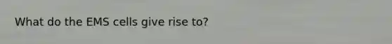 What do the EMS cells give rise to?