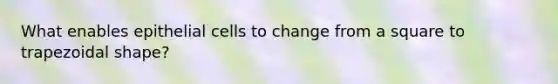 What enables epithelial cells to change from a square to trapezoidal shape?