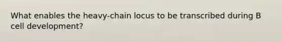 What enables the heavy-chain locus to be transcribed during B cell development?