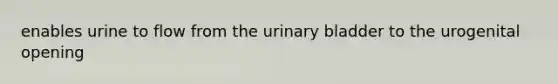 enables urine to flow from the urinary bladder to the urogenital opening