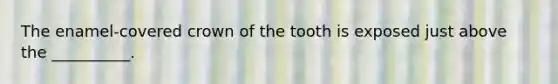 The enamel-covered crown of the tooth is exposed just above the __________.